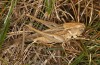 Platycleis falx: Female (S-Italy, Apulia, Bari, Alta Murgia, late June 2024) [S]