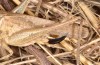 Platycleis falx: Female (S-Italy, Apulia, Bari, Alta Murgia, late June 2024) [S]