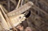Platycleis falx: Female (S-Italy, Apulia, Bari, Alta Murgia, late June 2024) [S]