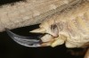Platycleis falx: Female (S-Italy, Apulia, Bari, Alta Murgia, late June 2024) [S]