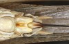 Platycleis falx: Female (S-Italy, Apulia, Bari, Alta Murgia, late June 2024) [S]