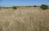 Platycleis falx: Habitat (S-Italy, Apulia, Bari, Alta Murgia, late June 2024) [N]