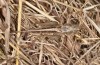 Platycleis falx: Male (S-Italy, Apulia, Bari, Alta Murgia, late June 2024) [S]