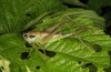 Pholidoptera frivaldszkyi: Female (NW-Bulgaria, Oblast Montana, Zhelezna, early June 2018) [N]