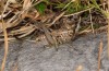 Parnassiana fusca: Female (Greece, Peloponnese, Taygetos, early August 2019) [N]