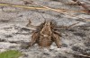 Parnassiana fusca: Male (Greece, Peloponnese, Taygetos, early August 2019) [N]