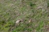 Pycnogaster gaditana: Habitat (Andalusia, Cadiz, Puerto de Galiz, March 2019) [N]