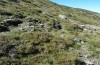 Platycleis galvagnii: Habitat (Sardinia, Gennargentu, Bruncu spina, late September 2018) [N]