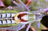 Poecilimon gerlindae: Männchen (Ag. Stefanos NW Lamia, Ende Mai 2019) [N]