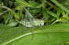 Odontura glabricauda: Female (e.l. rearing Andalusia, Cadiz,  Benalup-Casas Viejas, Larva in March 2019) [S]