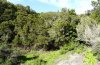 Calliphona gomerensis: Habitat (La Gomera) [N]