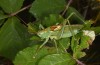 Tettigonia hispanica: Männchen (Spanien, Madrid, Sierra de Guadarrama, Peñalara, 1850m, Mitte September 2021) [N]