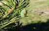 Tettigonia hispanica: Männchen (Spanien, Madrid, Sierra de Guadarrama, Peñalara, 1850m, Mitte September 2021) [N]