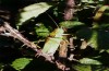 Tettigonia hispanica: Männchen (Spanien, Madrid, Sierra de Guadarrama, Peñalara, 1850m, Mitte September 2021) [N]