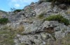 Antaxius hispanicus: Gut besetztes Habitat am Canigou in 1500m NN im Oktober 2013 [N]