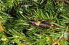 Antaxius hispanicus: Männchen (Canigou, S-Frankreich, 1500m NN, Oktober 2013) [N]