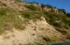 Antaxius hispanicus: Habitat on Mount Canigou in 1400m asl in October 2013 (also Paracaloptenus bolivari and Chorthippus binotatus) [N]