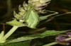 Poecilimon intermedius: Weibchen (E-Österreich, Burgenland, Rohrbach, Anfang Juni 2019) [N]