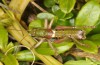 Anonconotus italoaustriacus: Male (Austria, East Tyrol, Seespitzhütte, 2300m, late August 2018) [N]