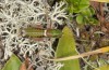 Anonconotus italoaustriacus: Male (Austria, East Tyrol, Seespitzhütte, 2300m, late August 2018) [N]