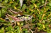 Anonconotus italoaustriacus: Male (Austria, East Tyrol, Seespitzhütte, 2300m, late August 2018) [N]