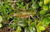 Anonconotus italoaustriacus: Female (Austria, East Tyrol, Seespitzhütte, 2300m, late August 2018) [N]