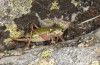 Anonconotus italoaustriacus: Weibchen (Osttirol, Seespitzhütte, 2300m, Ende August 2018) [N]