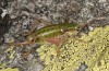 Anonconotus italoaustriacus: Weibchen (Osttirol, Seespitzhütte, 2300m, Ende August 2018) [N]