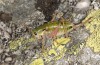 Anonconotus italoaustriacus: Weibchen (Osttirol, Seespitzhütte, 2300m, Ende August 2018) [N]