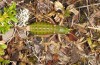 Anonconotus italoaustriacus: Female (Austria, East Tyrol, Seespitzhütte, 2300m, late August 2018) [N]