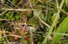 Anonconotus italoaustriacus: Männchen (Osttirol, Seespitzhütte, 2300m, Ende August 2018) [N]