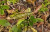 Anonconotus italoaustriacus: Female (Austria, East Tyrol, Seespitzhütte, 2300m, late August 2018) [N]