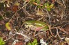 Anonconotus italoaustriacus: Female (Austria, East Tyrol, Seespitzhütte, 2300m, late August 2018) [N]