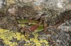 Anonconotus italoaustriacus: Weibchen (Osttirol, Seespitzhütte, 2300m, Ende August 2018) [N]