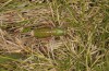 Anonconotus italoaustriacus: Female (Austria, East Tyrol, Seespitzhütte, 2300m, late August 2018) [N]