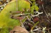 Anonconotus italoaustriacus: Male (Austria, East Tyrol, Seespitzhütte, 2300m, late August 2018) [N]