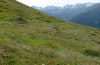 Anonconotus italoaustriacus: Habitat (Austria, East Tyrol, Seespitzhütte, 2300m, late August 2018) [N]