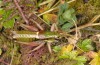 Anonconotus italoaustriacus: Männchen (Osttirol, Seespitzhütte, 2300m, Ende August 2018) [N]