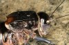 Pycnogaster jugicola: Weibchen (e.l. Spanien, nördliche Sierra de Albarracin bei Alcoroches, Larve Anfang April 2024) [S]