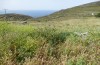 Poecilimon klausgerhardi: Habitat, in dem auch P. aegaeus vorkommt (Griechenland, Tinos,  nordwestlich von Tinos Stadt, 300m, Ende Mai 2025) [N]