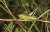 Metrioptera kuntzeni: Female (Croatia, Istria, Ucka, mid-July 2016) [N]