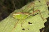 Metrioptera kuntzeni: Female (Croatia, Istria, Ucka, mid-July 2016) [N]