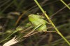 Metrioptera kuntzeni: Weibchen (Istrien, Ucka, Mitte Juli 2016) [N]