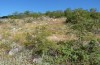 Metrioptera kuntzeni: Habitat (Kroatien, Istrien, Brsec, Mitte Juli 2016) [N]