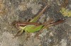 Pholidoptera littoralis: Weibchen ssp. insubricus (NW-Italien, Alpi Graie, Punta Verzel, Sta. Elisabetta, September 2017) [N]