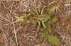 Decticus loudoni: Male (S-Italy, Apulia, Bari, Alta Murgia, late June 2024) [N]