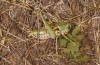 Decticus loudoni: Male (S-Italy, Apulia, Bari, Alta Murgia, late June 2024) [N]