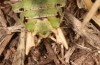 Decticus loudoni: Male (S-Italy, Apulia, Bari, Alta Murgia, late June 2024) [N]