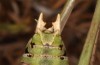 Decticus loudoni: Male (S-Italy, Apulia, Bari, Alta Murgia, late June 2024) [M]