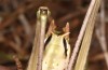 Decticus loudoni: Male (S-Italy, Apulia, Bari, Alta Murgia, late June 2024) [M]